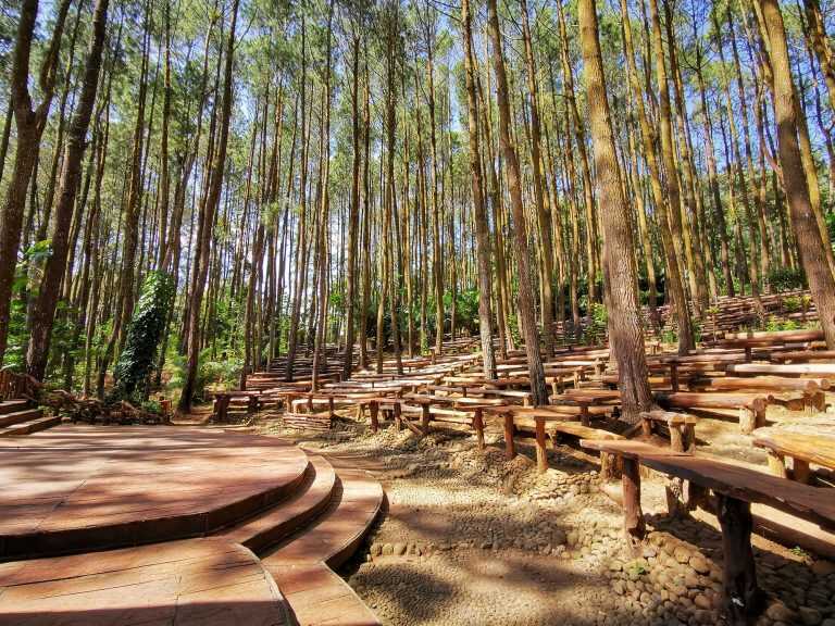 Hutan Pinus Mangunan: Keindahan yang Menghipnotis